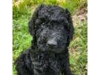 Labradoodle Puppy for sale in Rapidan, VA, USA