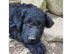 Labradoodle Puppy for sale in Rapidan, VA, USA