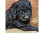 Labradoodle Puppy for sale in Rapidan, VA, USA