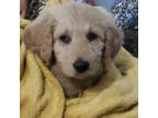 Labradoodle Puppy for sale in Rapidan, VA, USA