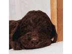 Labradoodle Puppy for sale in Rapidan, VA, USA