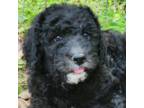 Labradoodle Puppy for sale in Rapidan, VA, USA