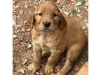 Golden Retriever/Irish Setter