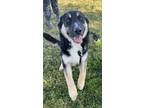 Adopt Bowie a German Shepherd Dog