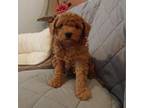 Poodle (Toy) Puppy for sale in Fort Collins, CO, USA