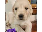 Golden Retriever Puppy for sale in Woodleaf, NC, USA