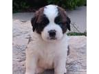 Saint Bernard Puppy for sale in Ava, IL, USA