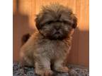 Shih Tzu Puppy for sale in Tampa, FL, USA