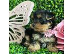 Yorkshire Terrier Puppy for sale in Tampa, FL, USA