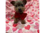 Yorkshire Terrier Puppy for sale in Merritt Island, FL, USA