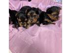 Yorkshire Terrier Puppy for sale in Saluda, SC, USA