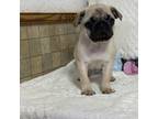 Pug Puppy for sale in Fennimore, WI, USA