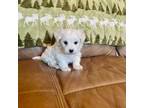 Maltipoo Puppy for sale in Creighton, MO, USA