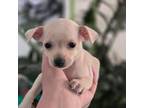 Chihuahua Puppy for sale in Denver, CO, USA