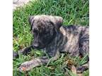 Dutch Shepherd Dog Puppy for sale in Lake Placid, FL, USA
