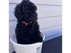 Poodle (Toy) Puppy for sale in Portland, OR, USA