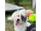 Havanese Puppy for sale in Pearland, TX, USA