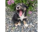 Australian Shepherd Puppy for sale in Longmont, CO, USA