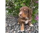 Australian Shepherd Puppy for sale in Longmont, CO, USA