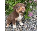 Australian Shepherd Puppy for sale in Longmont, CO, USA