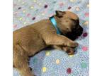 Bullmastiff Puppy for sale in Plainwell, MI, USA