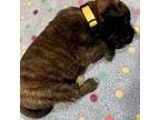 Bullmastiff Puppy for sale in Plainwell, MI, USA