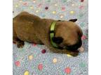 Bullmastiff Puppy for sale in Plainwell, MI, USA