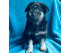 German Shepherd Dog Puppy for sale in Altair, TX, USA