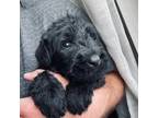 Schnauzer (Giant) Puppy for sale in Springfield, MO, USA