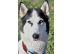 Adopt Ragnar a Husky