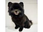 Pomeranian Puppy for sale in Wildwood, GA, USA