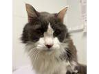 Adopt Mr. Purrfectly Fine a Domestic Long Hair