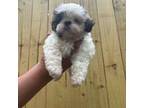 Shih Tzu Puppy for sale in Marietta, GA, USA
