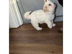 Bichon Frise Puppy for sale in Milwaukee, WI, USA