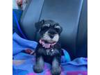 Schnauzer (Miniature) Puppy for sale in Tallahassee, FL, USA