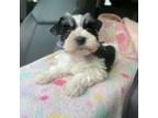 Schnauzer (Miniature) Puppy for sale in Tallahassee, FL, USA