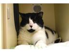 Adopt Biggie a Domestic Short Hair