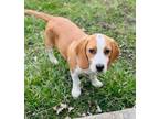 Adopt Teddy a Beagle