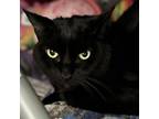 Adopt Weezy a Domestic Short Hair