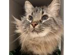 Adopt Terrance a Domestic Long Hair