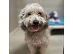 Adopt Cooper a Poodle, Havanese