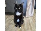 Adopt Scout a Domestic Short Hair