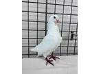 Adopt Pudge a Pigeon