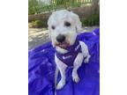 Adopt Cash #470 a Maltipoo