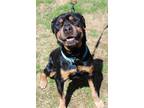 Adopt Max a Rottweiler, Mixed Breed