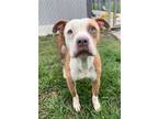 Adopt LAWRENCE a Staffordshire Bull Terrier