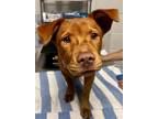 Adopt Cheno a Mixed Breed