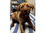 Adopt Trinidad a Mixed Breed