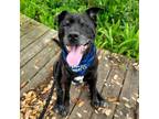 Adopt Harry a Labrador Retriever