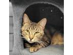 Adopt Remus a Domestic Short Hair